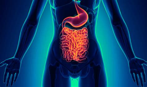 Síndrome de intestino irritable — Definición, síntomas ...