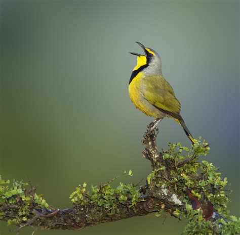 singing bird | Dris | Pinterest