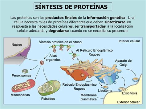 SÍNTESIS DE PROTEÍNAS Las proteínas son los productos ...