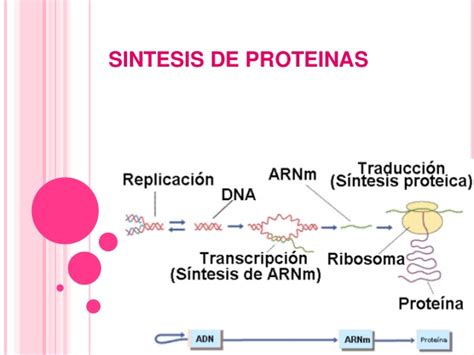 Sintesis de proteinas