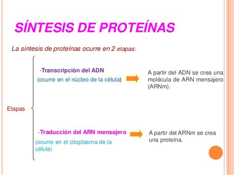 Síntesis de Proteinas