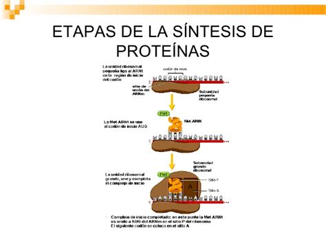 Sintesis De Proteinas