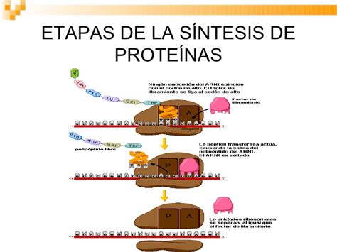 Sintesis De Proteinas