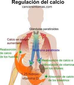 Síntomas de cáncer de tiroides: primeros, iniciales y avanzado