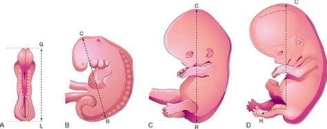 Síntomas de embarazo: Gestación y Etapas   Embarazo10.com