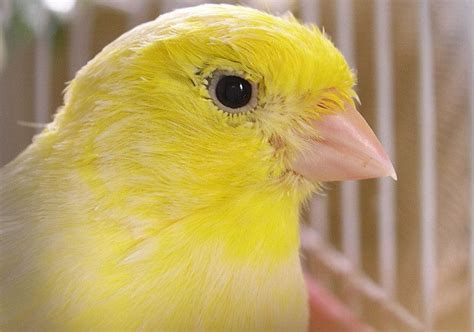 Síntomas de enfermedad en los canarios