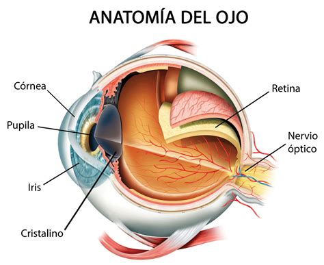 Sintomas del Cancer » Cáncer de ojo o cáncer ocular y sus ...