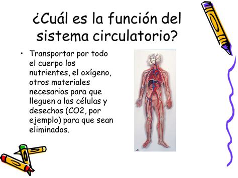 Sistema circulatorio Colegio Santa Sabina Sexto año básico ...