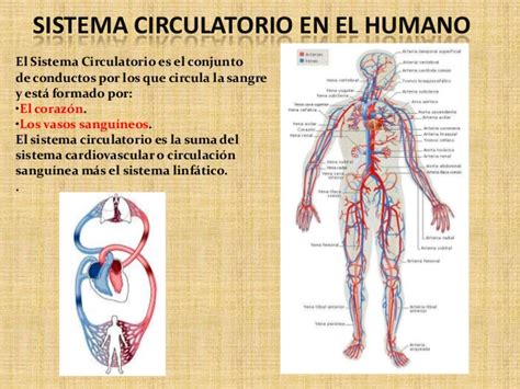 Sistema circulatorio en los org y hombre