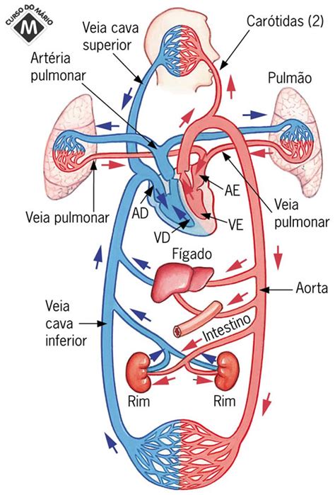 Sistema circulatorio humano   Imagui