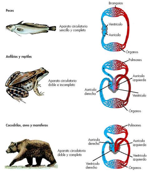 Sistema Circulatorio: Sistema circulatorio en Peces