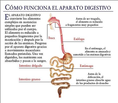 Sistema digestivo   Anatomía, funciones, partes, órganos ...