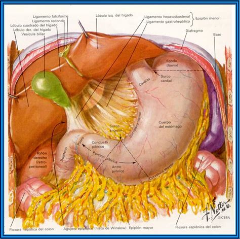Sistema Digestivo: Caracteristicas