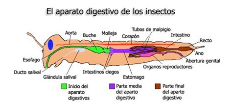 Sistema digestivo de los insectos   Aparato digestivo de ...