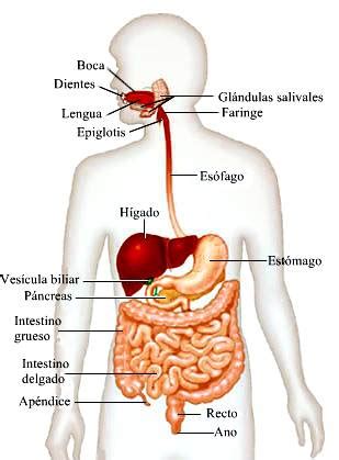 Sistema digestivo: estructura, órganos y funciones del ...