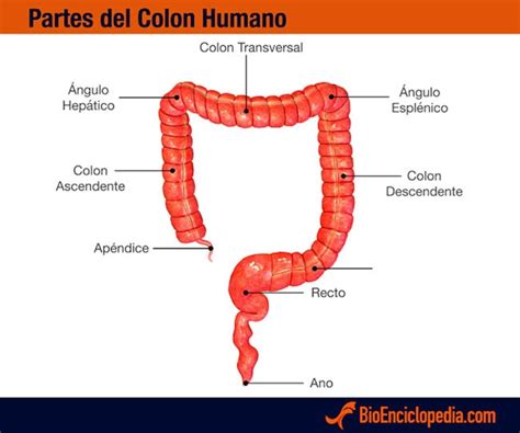 Sistema Digestivo Humano   Información y Características