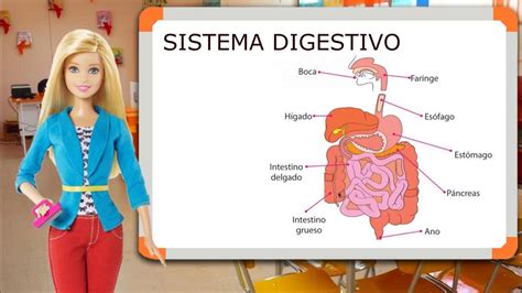 Sistema digestivo para niños.   YouTube