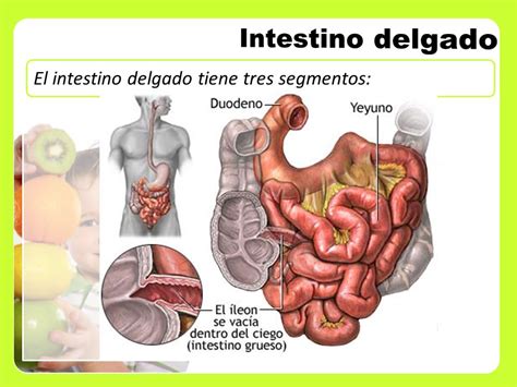 Sistema digestivo.   ppt video online descargar