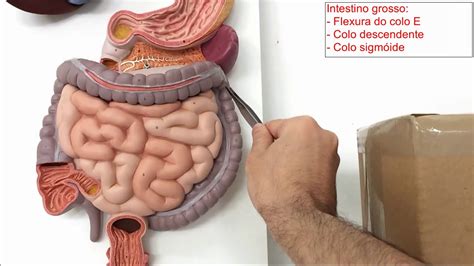 Sistema Digestório _ Intestino delgado e intestino grosso ...