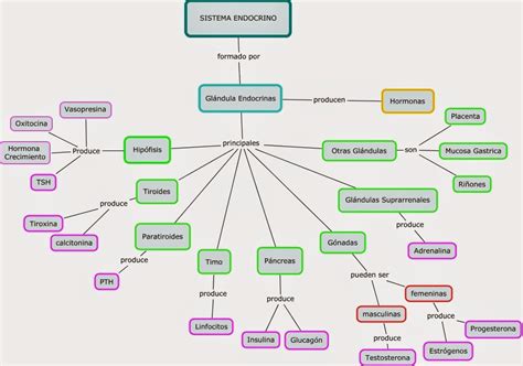 Sistema Endocrino: Curiosidades del sistema endocrino
