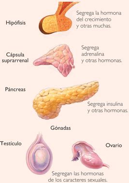 Sistema endocrino   EcuRed