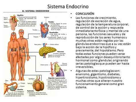 Sistema Endocrino El Sistema Endocrino se refiere al ...