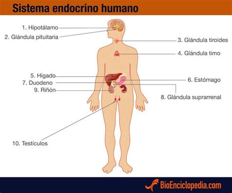 Sistema Endocrino Humano   Información y Características