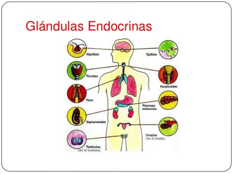 Sistema Endocrino