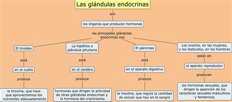 Sistema Endocrino: ¿Qué son las glándulas endocrinas?