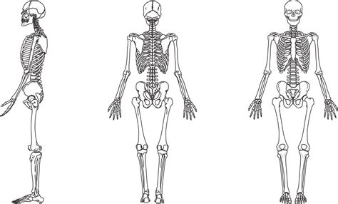 Sistema Esquelético   Ossos do Corpo Humano   Planeta Biologia
