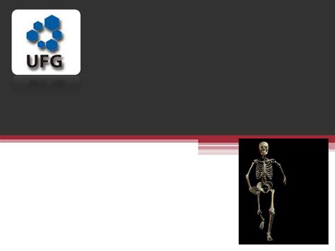 Sistema Esquelético   PDF  1    Anatomia Humana I