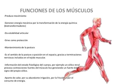 Sistema Muscular AbnerBaez