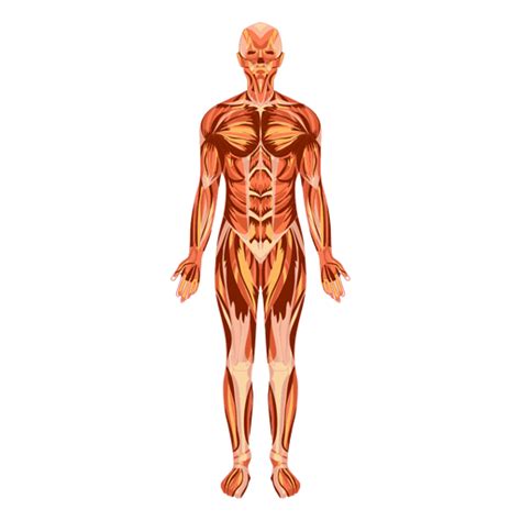 sistema muscular anatomia do corpo humano Baixar PNG/SVG ...