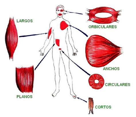 Sistema Muscular ~ Anatomia