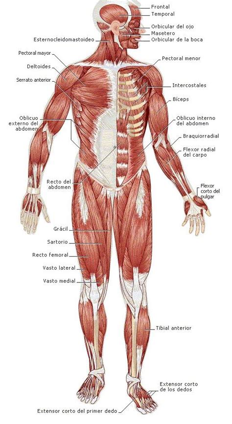 sistema muscular Buscar con Google | Musculos ...