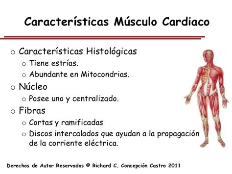 Sistema Muscular Capitulo 5