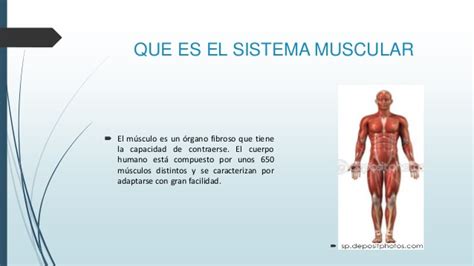 Sistema muscular diapositivas