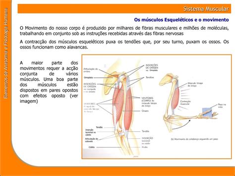 Sistema Muscular. Elementos de Anatomia e Fisiologia ...