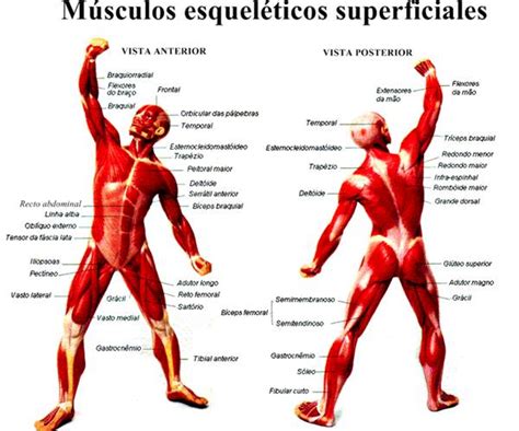 Sistema muscular esquelético humano