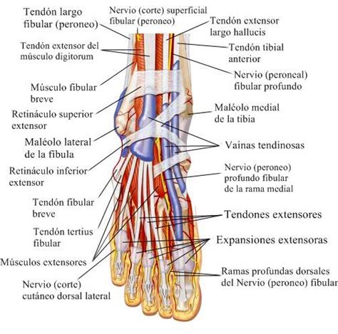 Sistema muscular esquelético humano