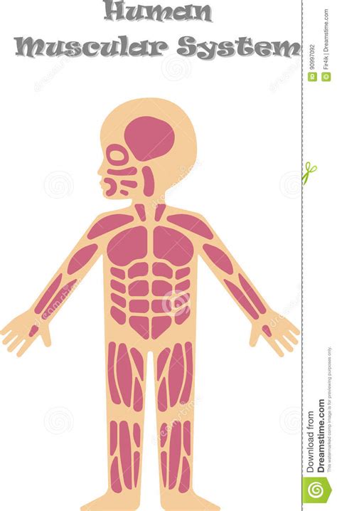 Sistema Muscular Humano Para Los Niños Ilustración del ...