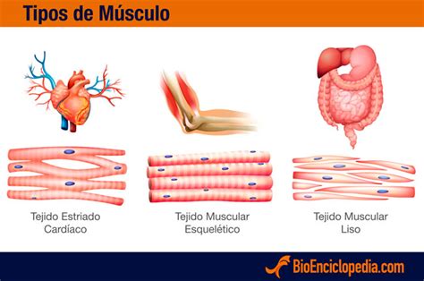 Sistema Muscular   Información y Características