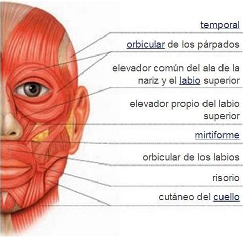 Sistema muscular | Músculos de la cara | Anatomía | Pinterest