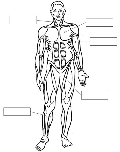 Sistema muscular para colorear e imprimir   Imagui