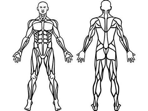Sistema muscular para colorear   Sistema muscular
