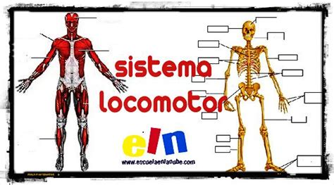Sistema Muscular Para Ninos | newhairstylesformen2014.com