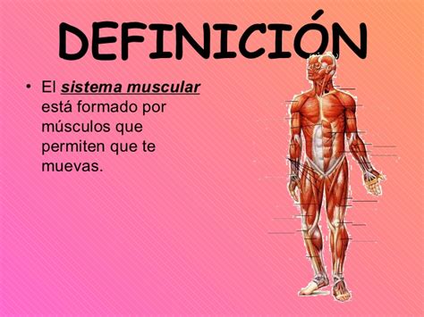 Sistema Muscular Para Ninos | newhairstylesformen2014.com