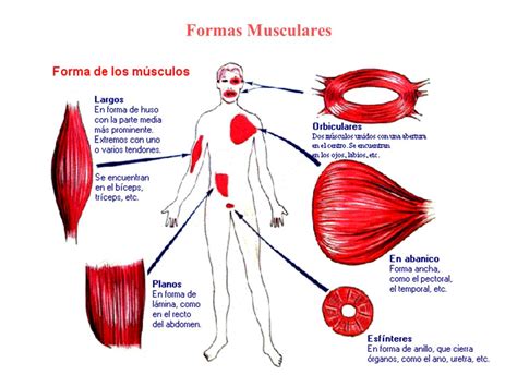Sistema Muscular.   ppt video online descargar