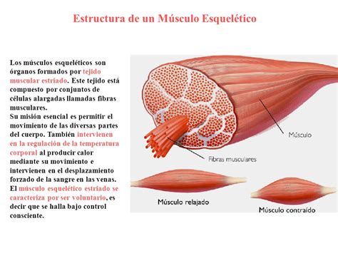 Sistema Muscular. ppt video online descargar