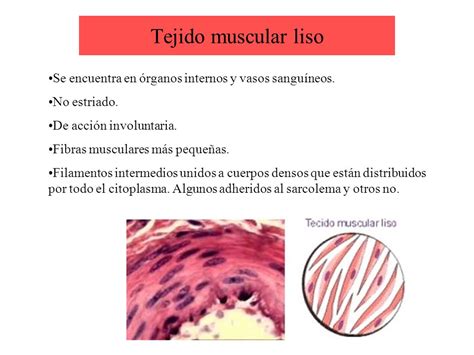 Sistema muscular.   ppt video online descargar